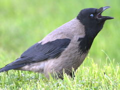 Corvus cornix