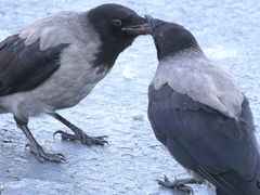 Corvus cornix
