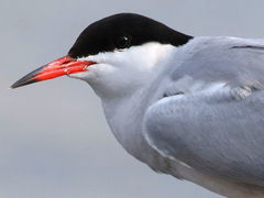 Sterna hirundo