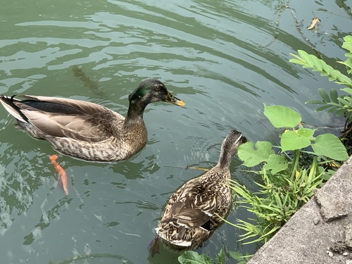 Mallard