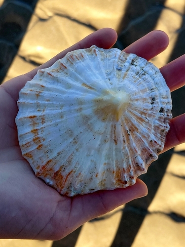 Patella tabularis, 2026-08-24