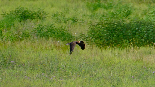 Western Marsh Harrier