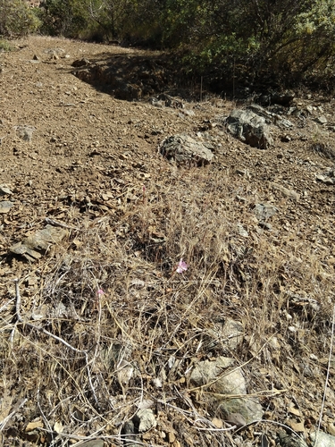 Image of Clarkia breweri by no rights reserved