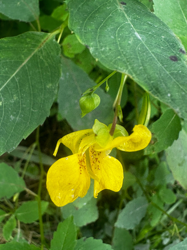 pale jewelweed