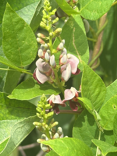 American groundnut