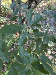 Quercus prinoides, photograph author not stated, no rights reserved