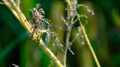 Eastern Willow Spreadwing