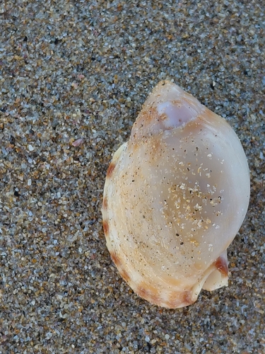 Semicassis zeylanica observed 2026-08-24