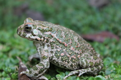 Bufotes viridis balearicus