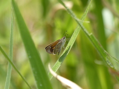 Callimormus saturnus