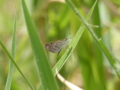 Callimormus saturnus