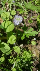 Hydrophyllum capitatum