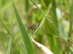 Callimormus saturnus