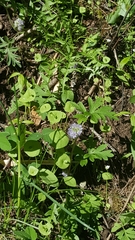 Hydrophyllum capitatum