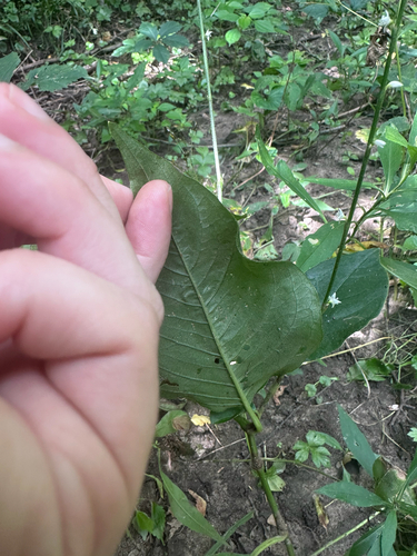 American jumpseed