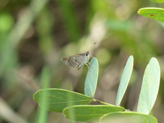 Callimormus saturnus