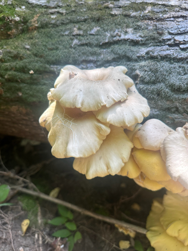 Golden Oyster Mushroom