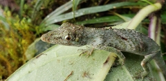 Anolis proboscis