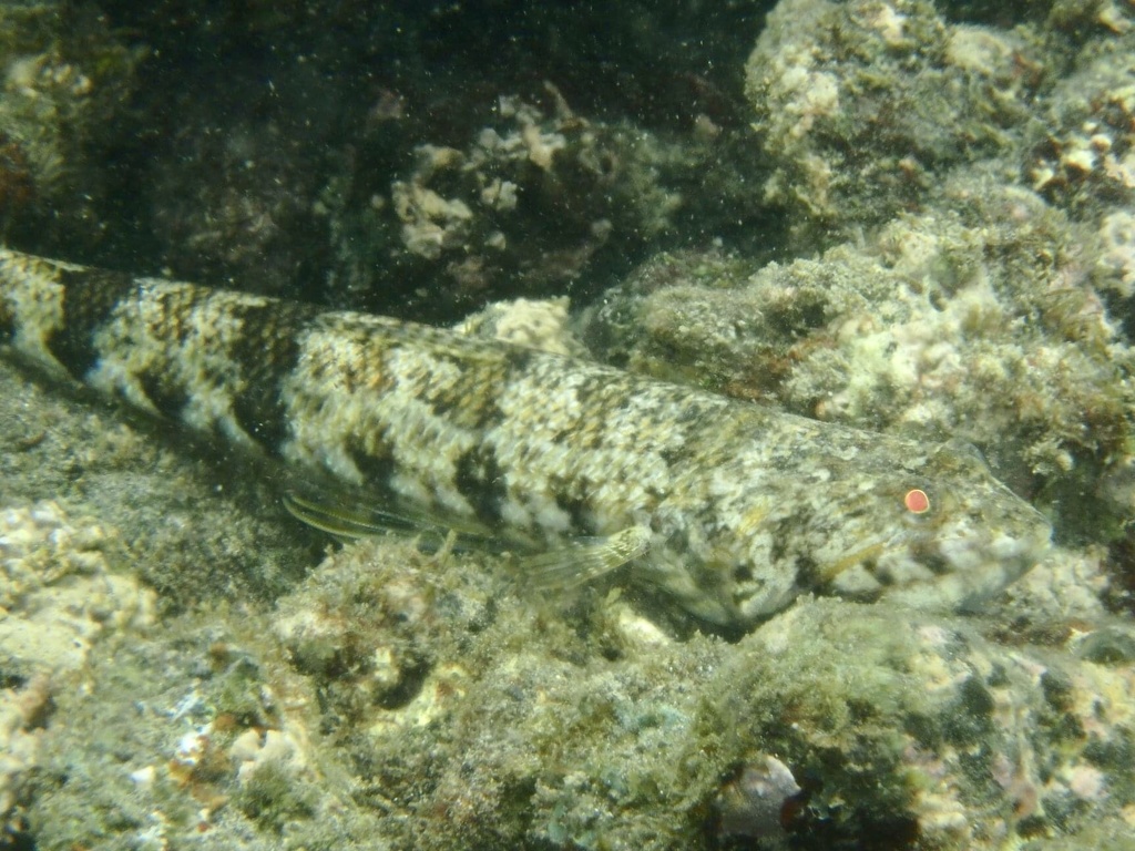Rode hagedisvis (Synodus ulae) — Synodontidae