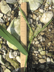 Paspalum pubiflorum