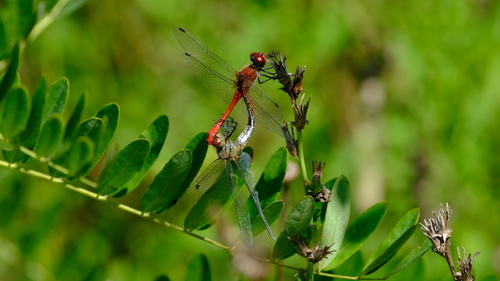 Ruddy Darter