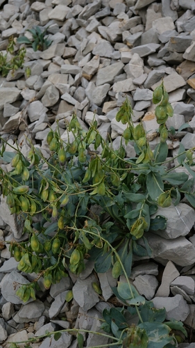 Alpine Woad