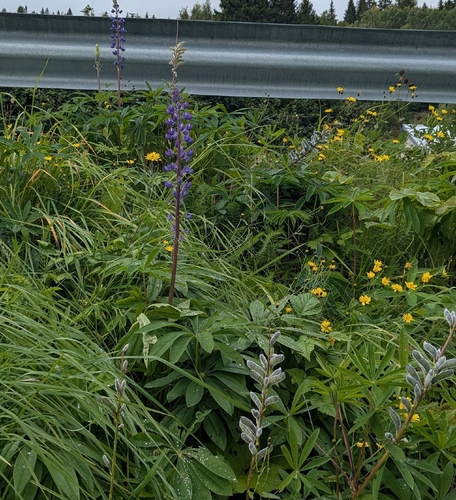 Large-leaved lupine