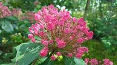 Angiospermae