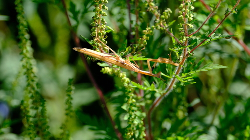 European Mantis