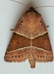 Lemmeria digitalis