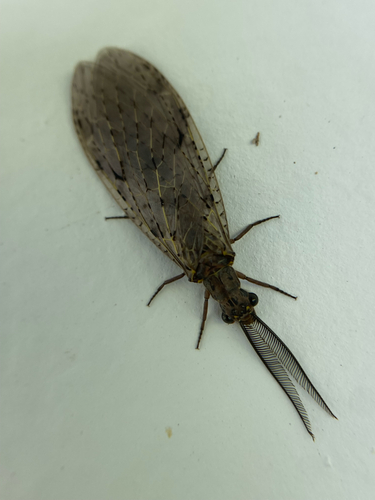 Spring Fishfly