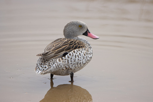 iNaturalist image