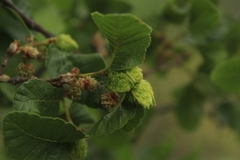 Nothofagus macrocarpa