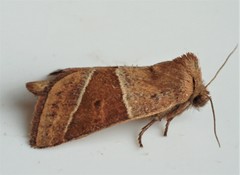 Lemmeria digitalis
