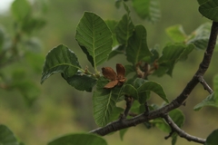Nothofagus macrocarpa
