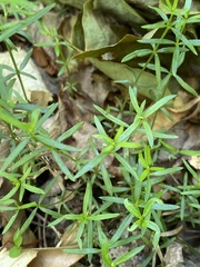 Galium uniflorum