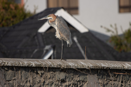 iNaturalist image