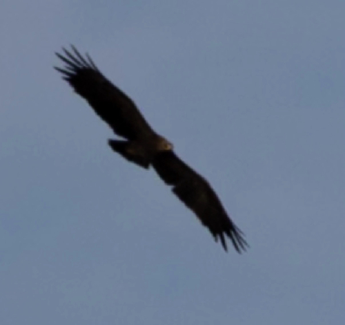 Lesser Spotted Eagle