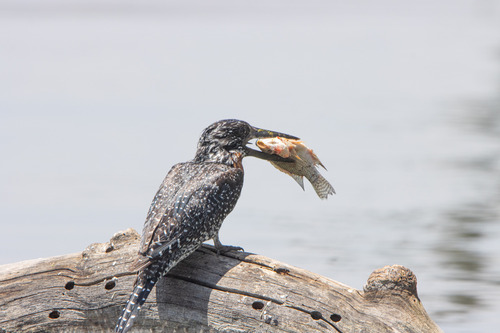 iNaturalist image