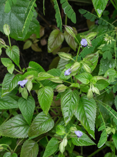 Torenia violacea observed 2026-08-20