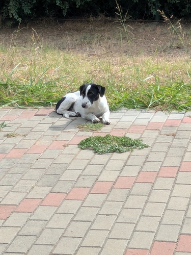 Domestic Dog