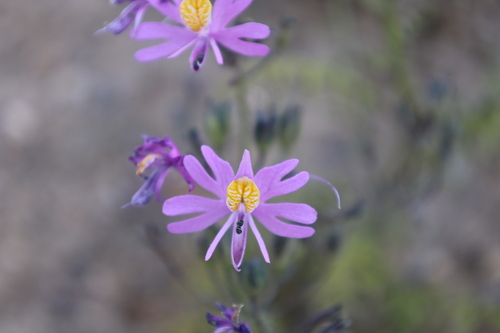 Schizanthus hookeri, photograph 2