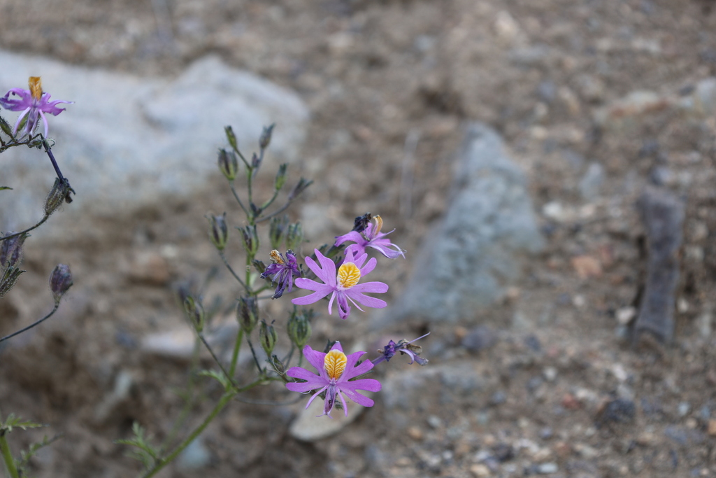 Schizanthus hookeri; photograph (c) Grzegorz Grzejszczak, some rights reserved (CC BY-SA)
