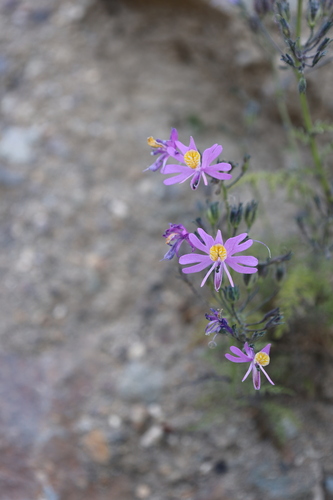 Schizanthus hookeri, photograph 1