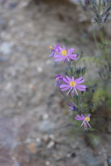 Schizanthus hookeri