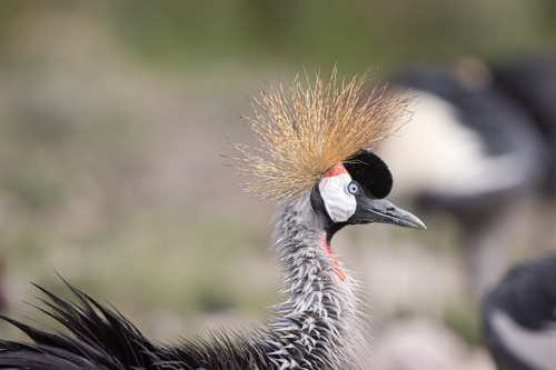 iNaturalist image
