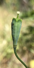 Papaver heterophyllum