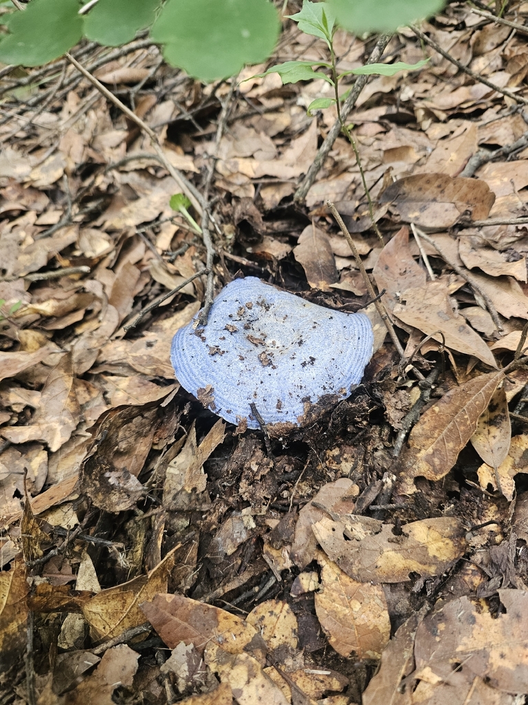 indigo milk cap · August 2026 · photo: Photo: (c) Erick Vélez Sánchez, some rights reserved (CC BY) · iNaturalist