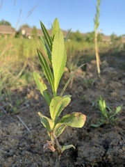 Plectocephalus americanus