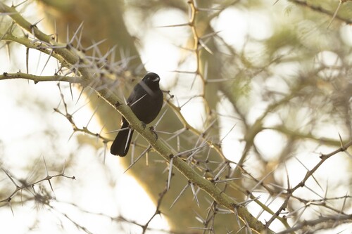 iNaturalist image